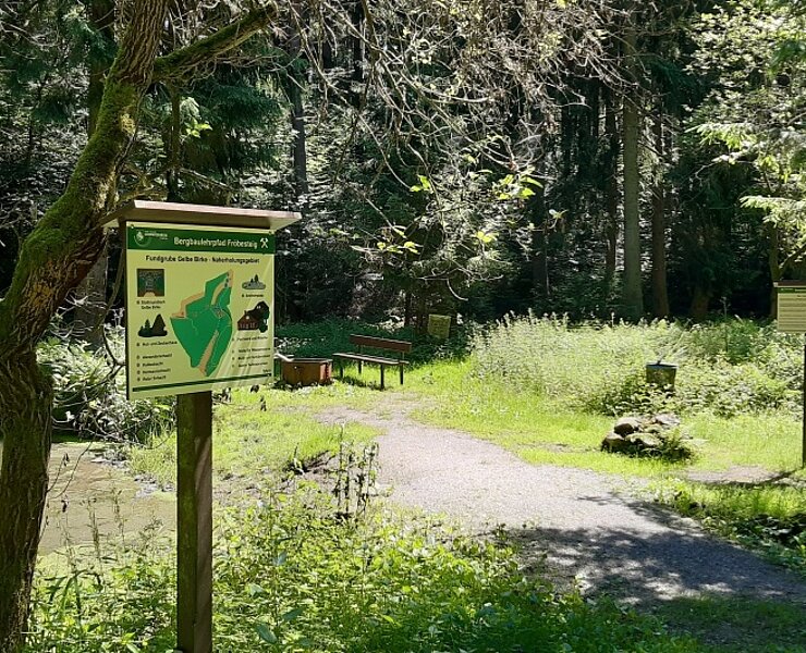 Fröbesteig_Gelbe Birke (Dirk Weißbach | Welterbe, touristische Kooperation und Infrastruktur)