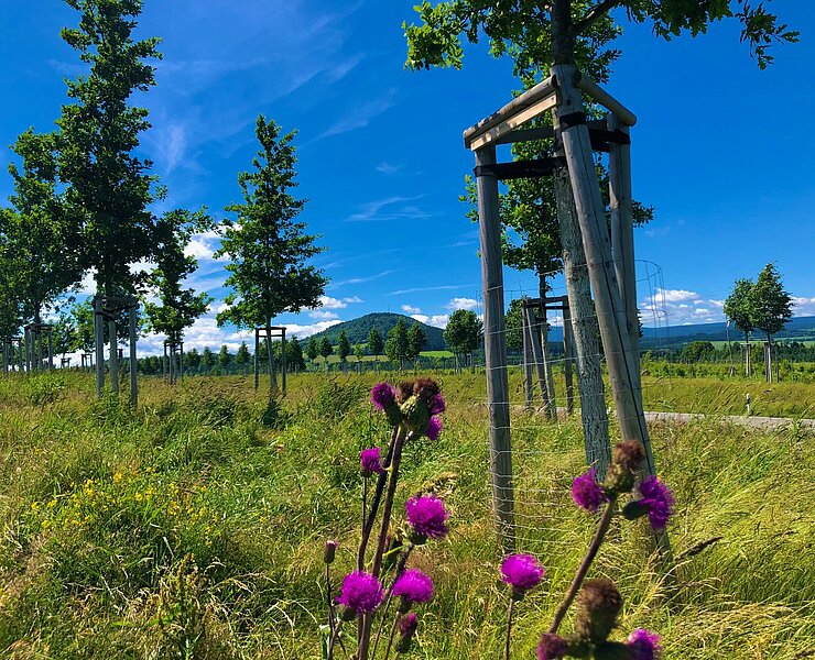 Blick auf Bärenstein vom Radweg (Andreas Göbel)