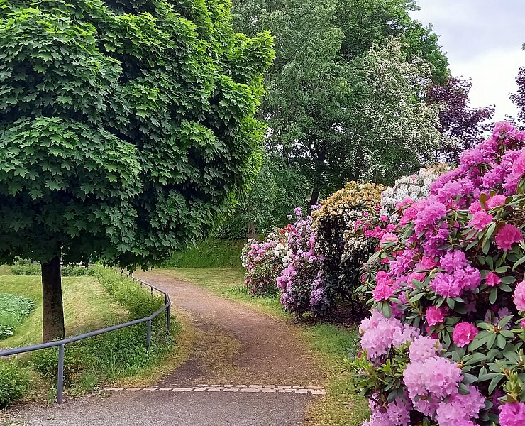 Rhododendren Rosarium Glauchau ()