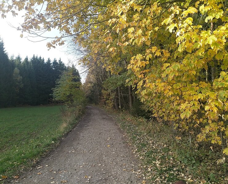 Weg in den Hartmannsdorfer Forst ()