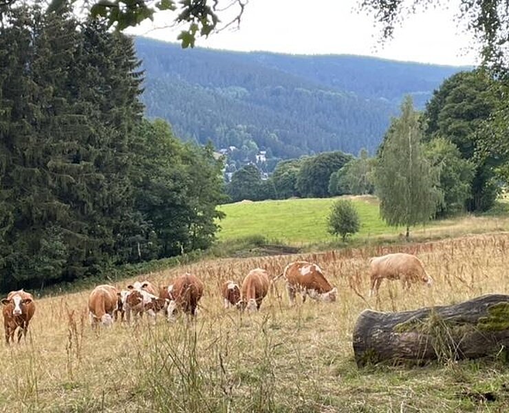 Blich nach Schmalzgrube (Michael Gürtler, Stadt Jöhstadt)