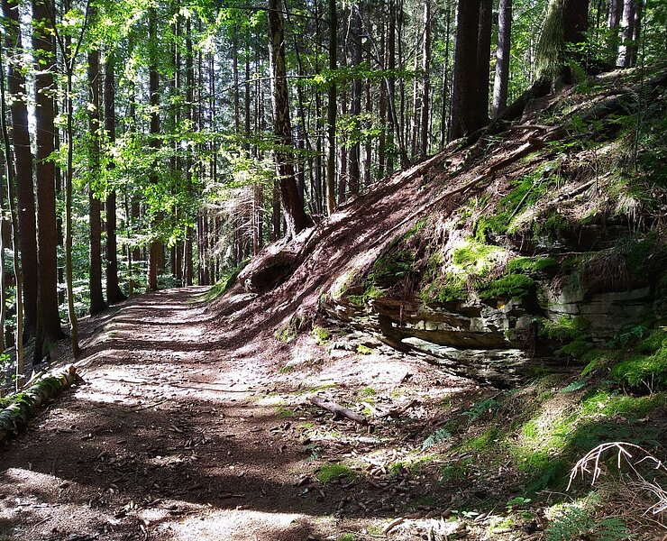 Herzlich Willkommen auf dem Waldweg (Steffen Haupt)