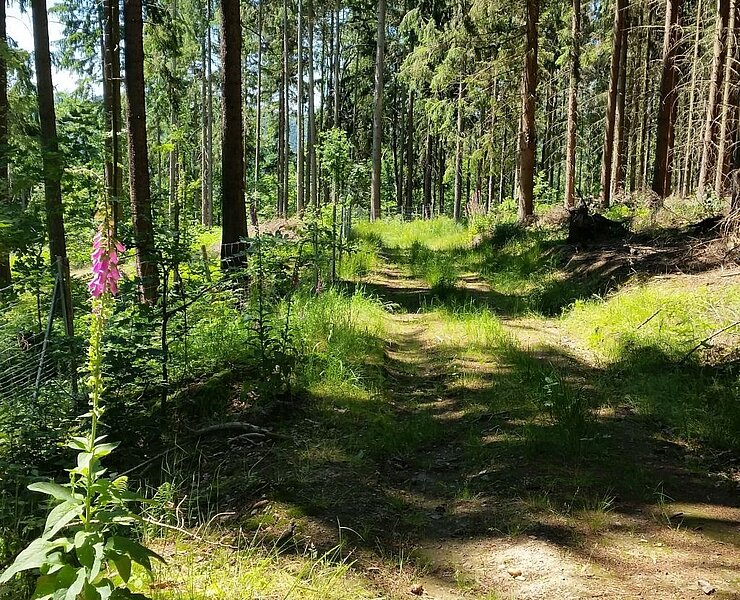 Hennersdorfer Knochenrundweg (Sabine May)
