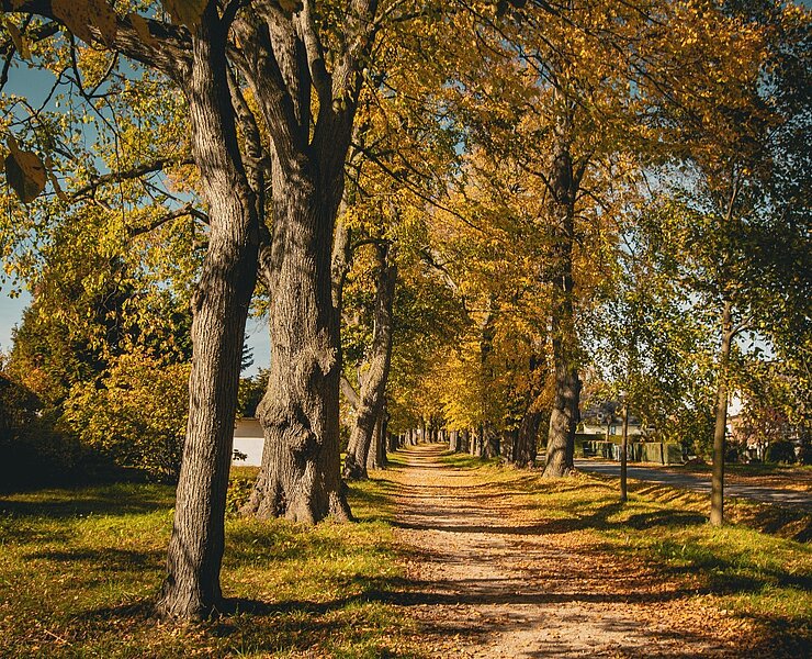 Lindenallee in Lößnitz (Theresa Seidler)
