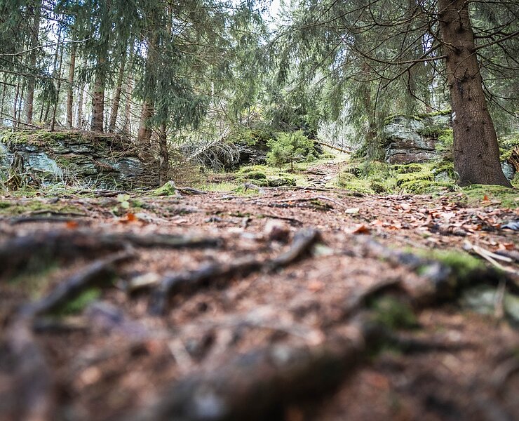 Weg zum Taubenfelsen Rittersgrün ()