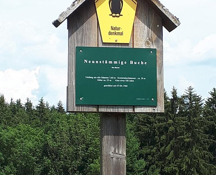 Neunstämmige Buche (Koordinator Städtebund Silberberg)
