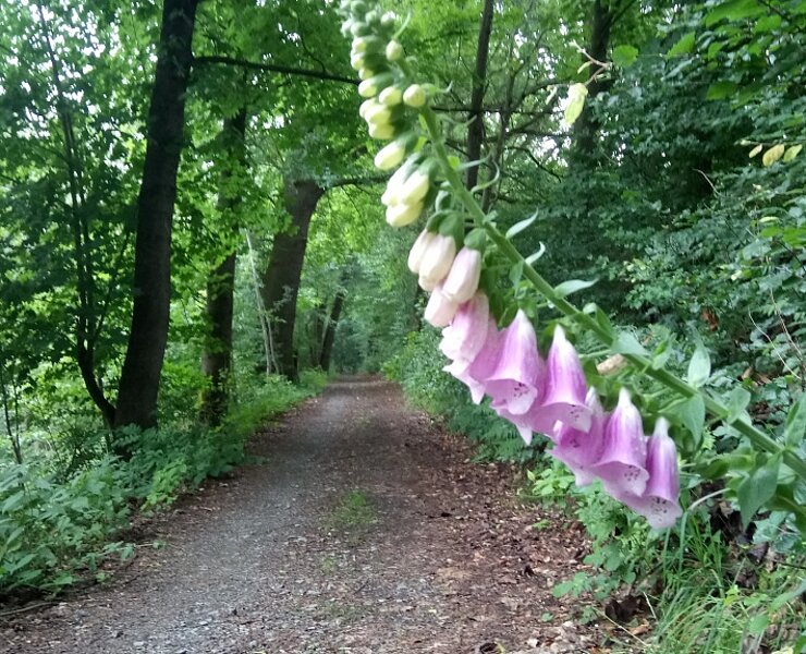 Fingerhut auf dem Wurzelweg (Stadt Zschopau Schloss Wildeck)