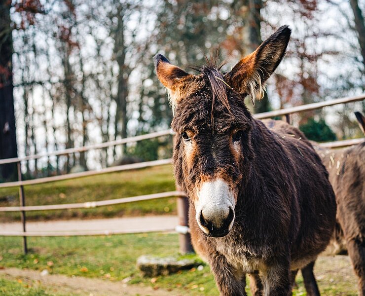Tierpark Hirschfeld ()