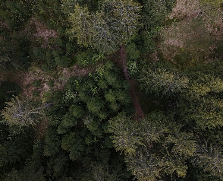 Wald von oben (D. Günther)