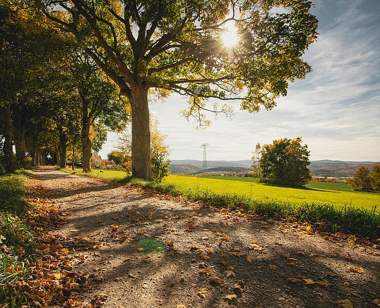 Lindenallee Lößnitz (Theresa Seidler)