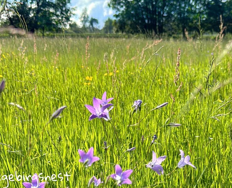 Natur pur an zahlreichen Wanderwegen ()
