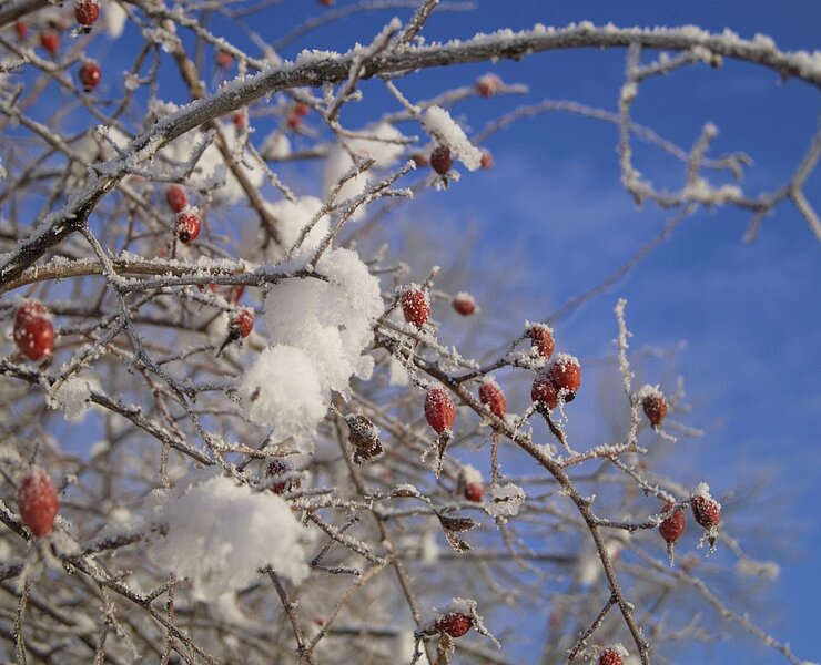 Winter in der Region (Vanessa Schüppel)