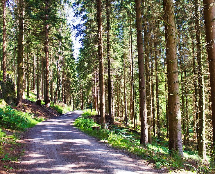 unterwegs durch Fichtenwälder ()