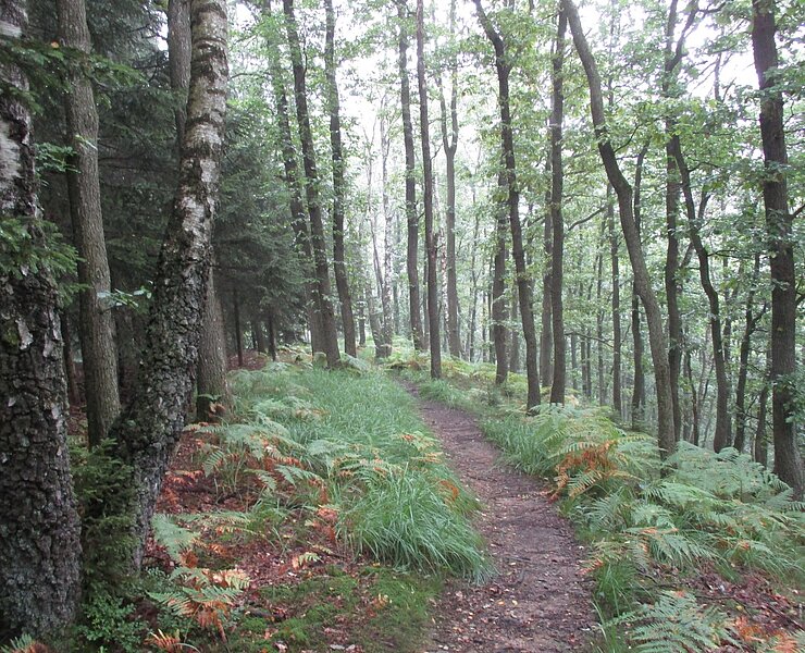 schöner Trail im Roetgener Wald (Thomas Ritter)