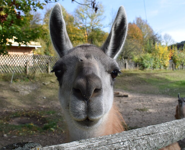Guanako im Tiergarten Thum (Corinna Bergelt)