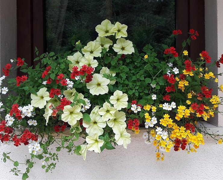 Blumen am Ferienhaus ()