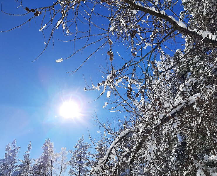 Sonniger Wintertag im Erzgebirge ()