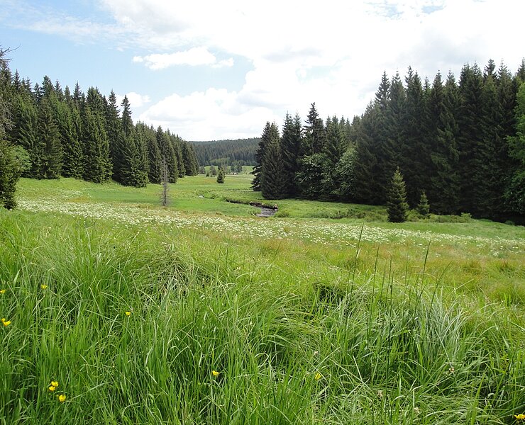 im Tal der Schwarzen Pockau (B. Knöbel)
