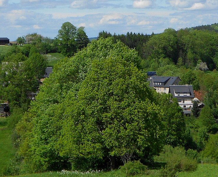  (Herr Börner)