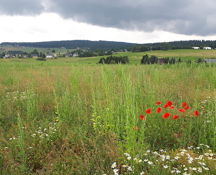 Bergwiese Rübenau (Birgit Knöbel)
