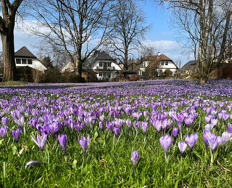 Krokusblüte in Schlößchen (Luise Teichmann)