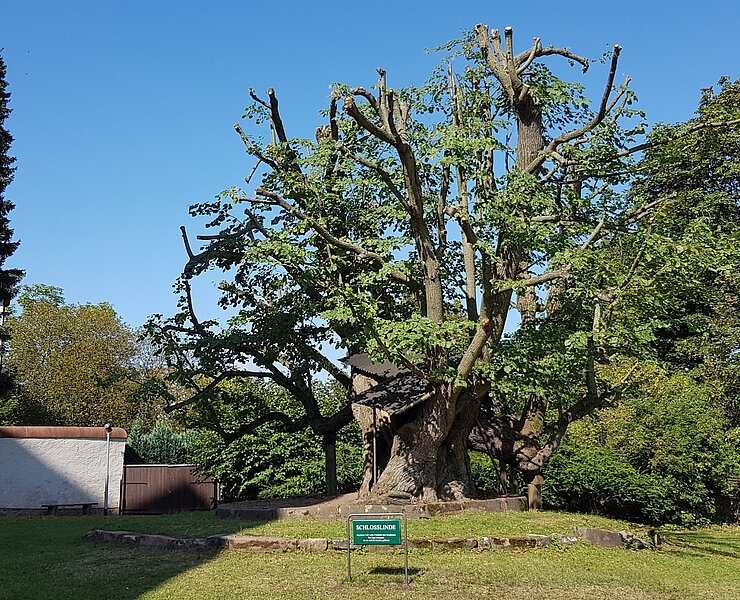 Schlosslinde (Doreen Fiebig)