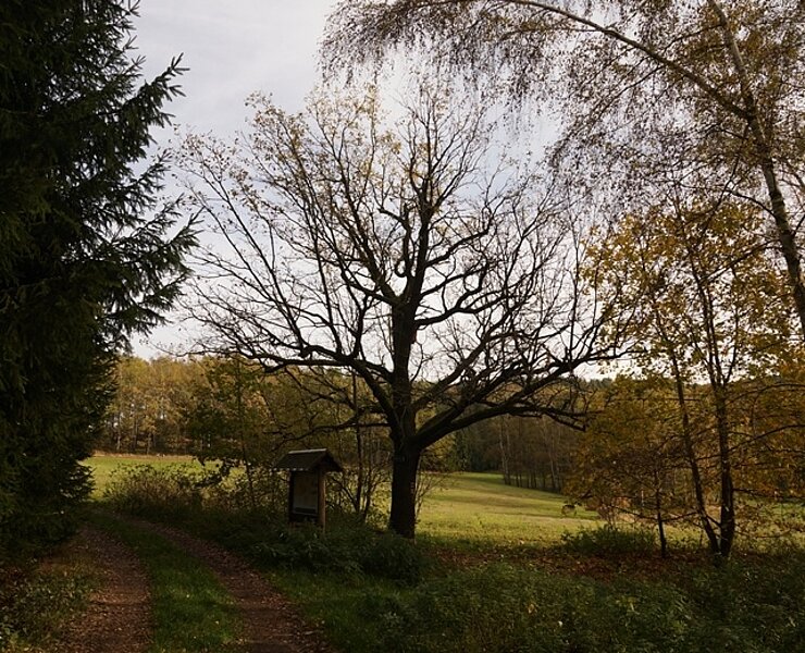Gerichtseiche (Wolfgang Prehl, Kirchberg)