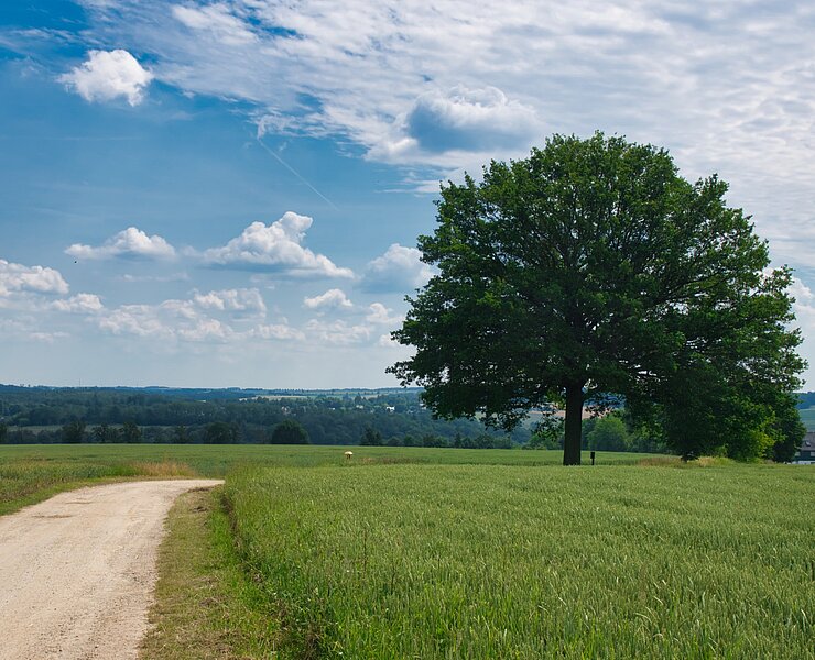 Kugelbaum Lunzenau (Bastian Rakow)