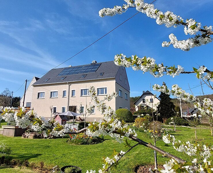Kirschblüte mit Blick zum Wohnhaus ()