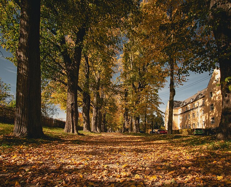 Lindenallee in Lößnitz (Theresa Seidler)
