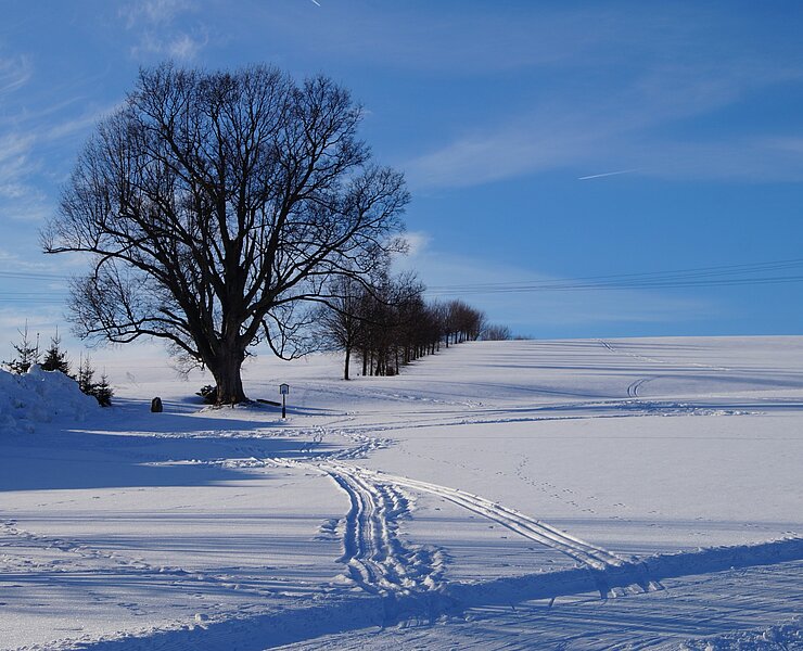 Pfarrweg mit Pfarrbaum im Winter (Yvonne Roth)