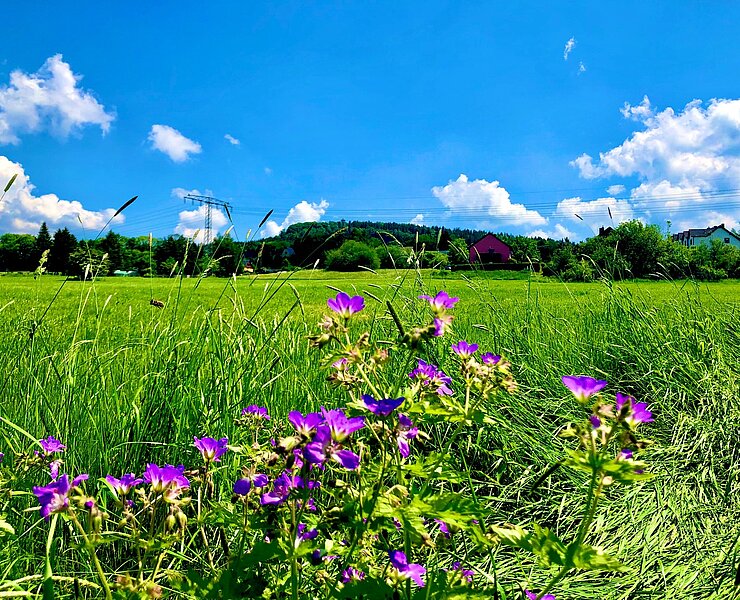 Blick zum Berg Scheibenberg vom Scheibenberger Sportplatz (Andreas Göbel)