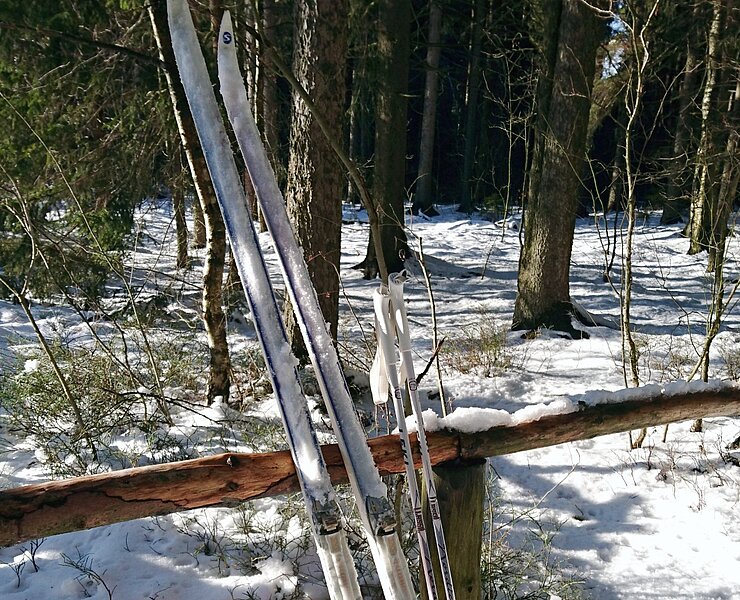 Langlauf-Ski (Elena Weber)