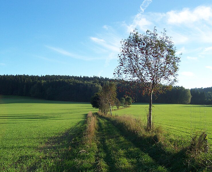 Feldweg (Matthias Drechsel)