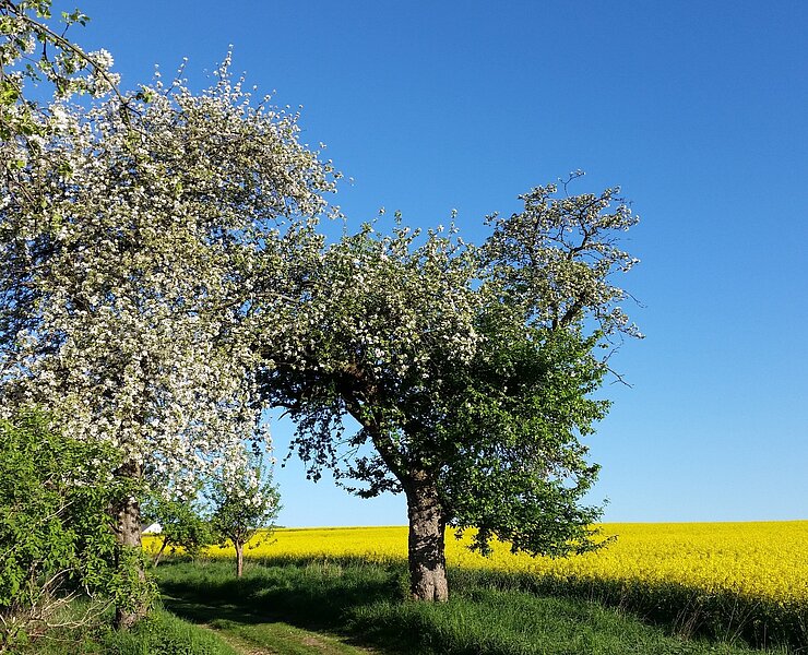 Panoramarundweg und Fernwanderweg Ostsee-Saaletalsperren - Zwischen Hohenfichte und Augustusburg (Doreen Fiebig)