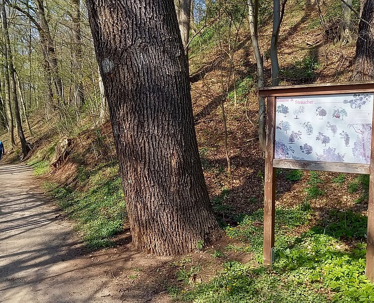 Schautafel am Weg von Wernsdorf zum Muldewehr informiert zu Flora und Fauna ()