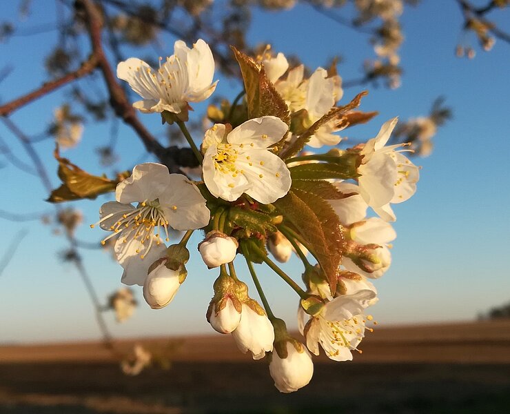 Obstblüten (Stadt Zwönitz)