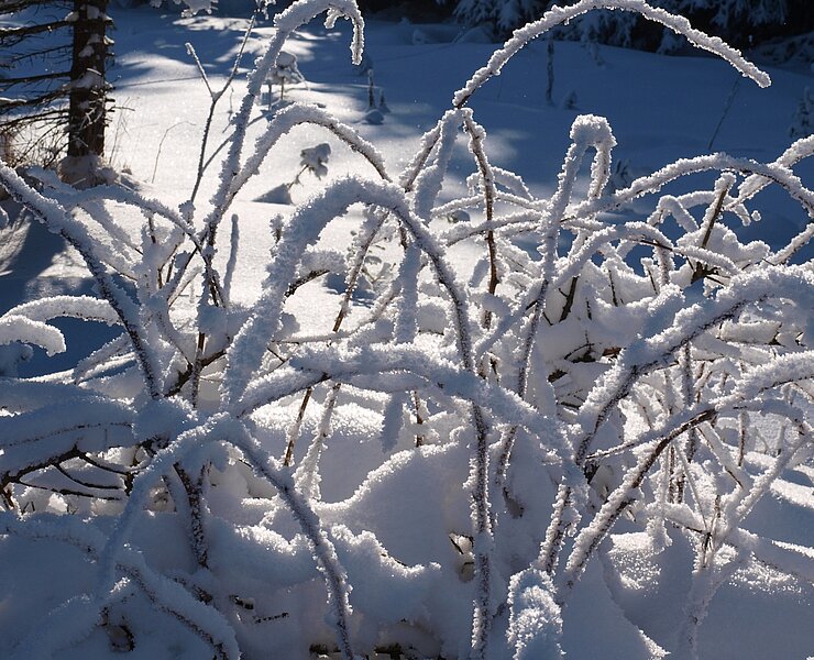 Winterstimmung (Matthias Drechsel)