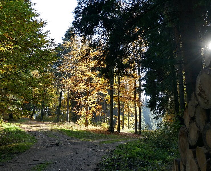 Wald (TI ReBi)