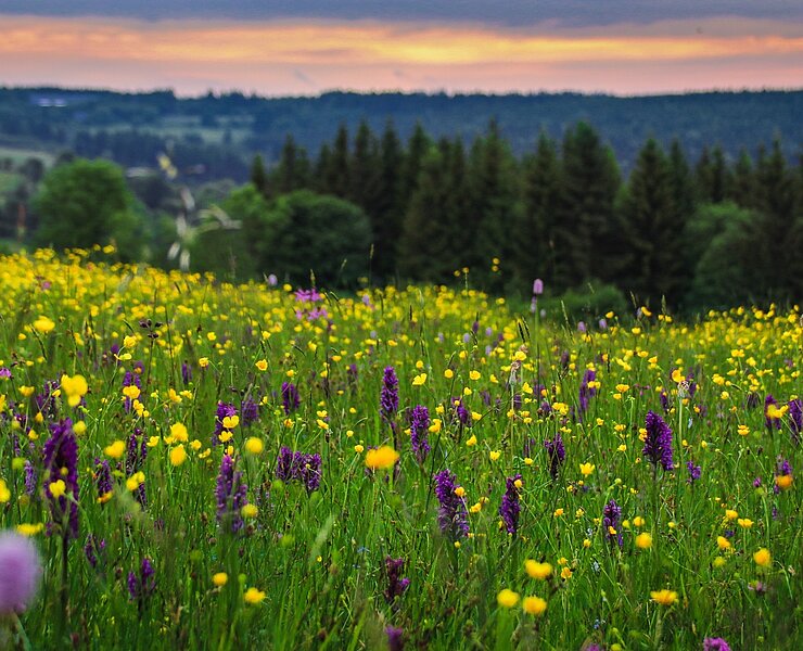 Bergwiese Osterzgebirge (Lukas Häsuer )
