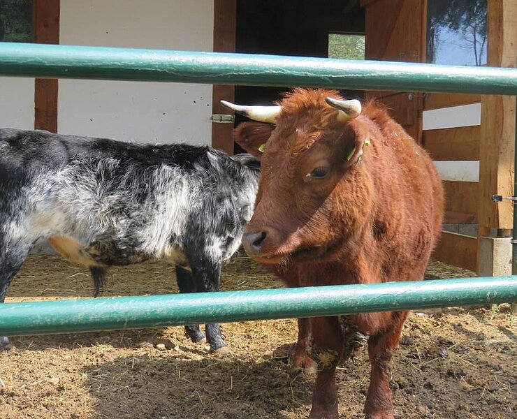 Tiergehege Glauchau - Dexter Rind (Stadt Glauchau)