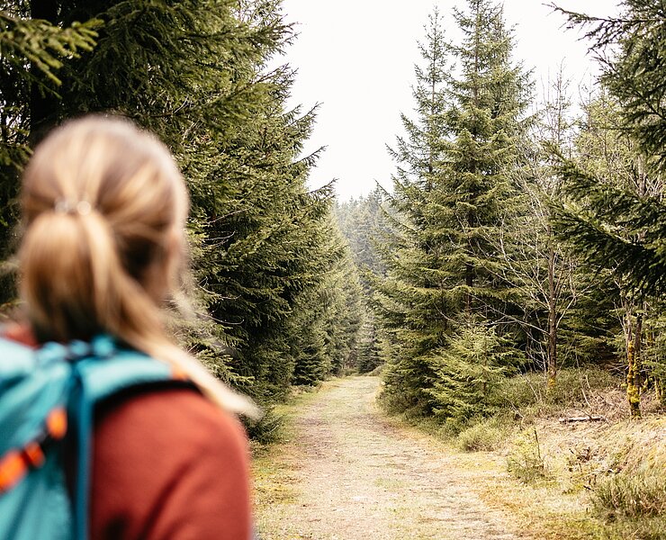 eintauchen in den endlosen Wald (Franziska Consolati)