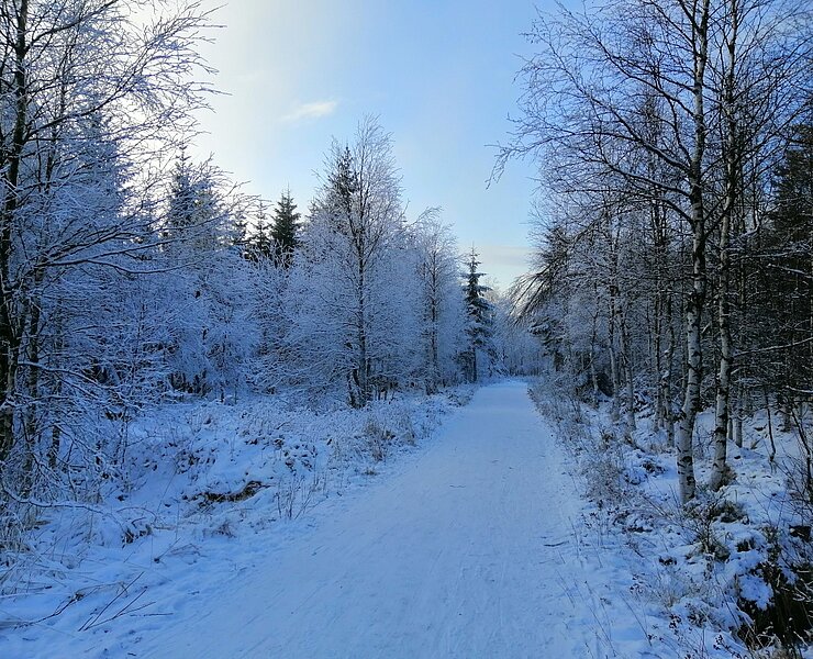 Winter in Zinnwald ()