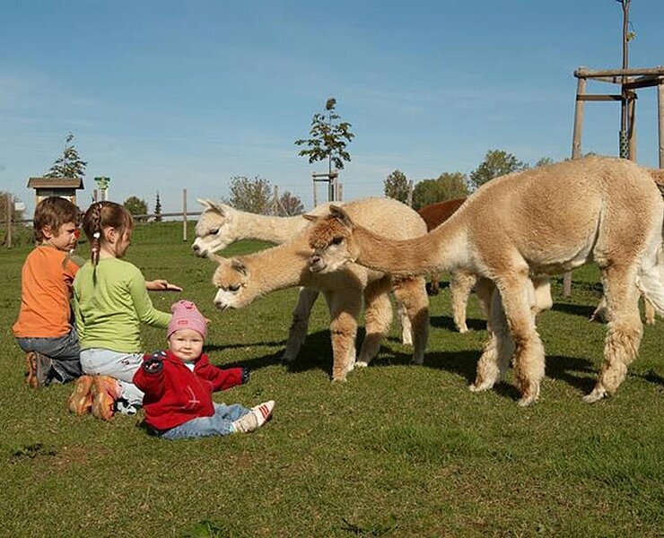 hoteleigene Alpaka-Farm direkt am "Goldenen Stern" ()