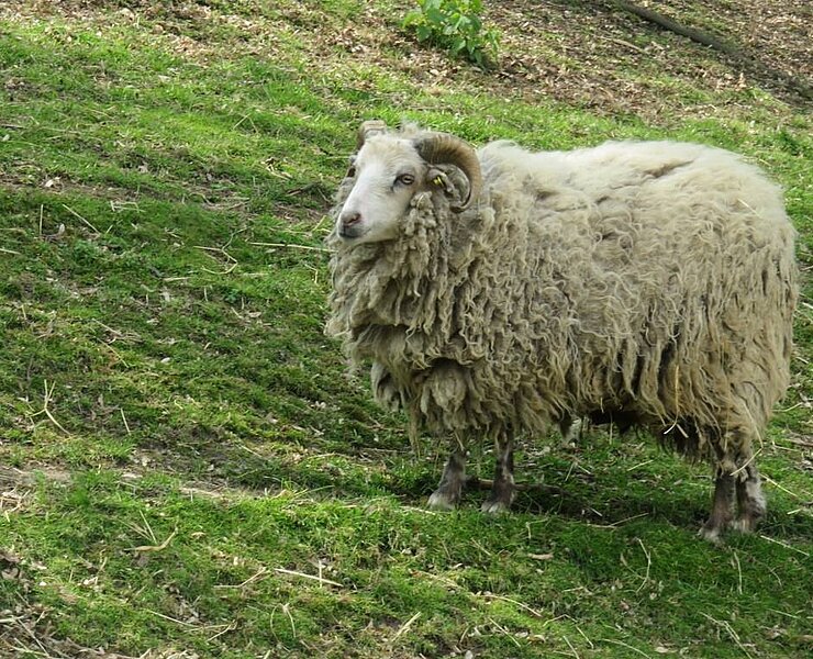 Tiergehege Glauchau - Schaf (Stadt Glauchau)
