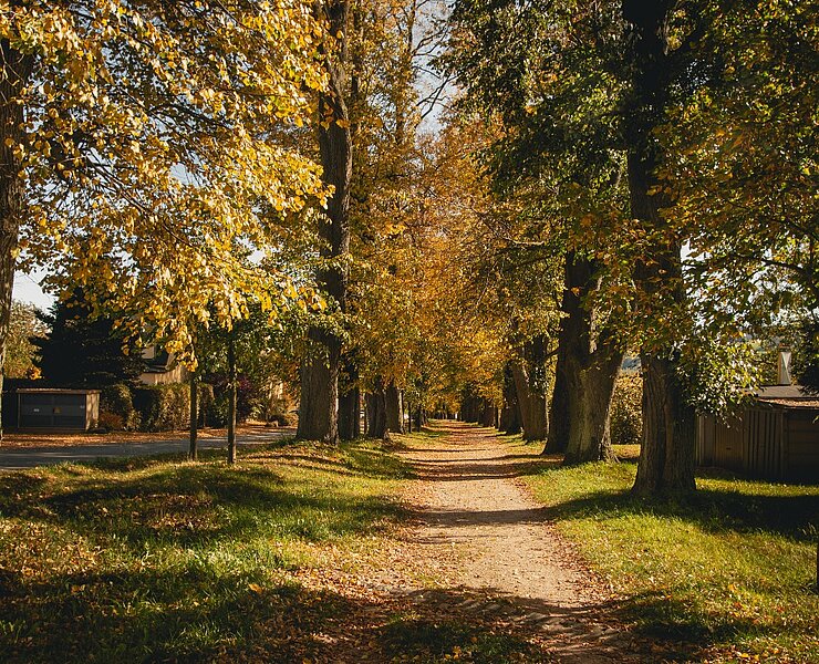 Lindenallee in Lößnitz (Theresa Seidler)