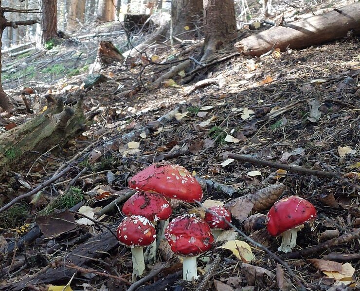 Erzgebirge - Herbstwald in Geising ()