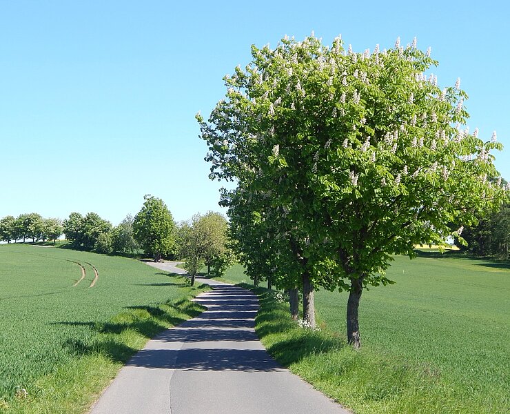 Blick zur Pfarrlinde (Tourismus-Information Stadt Rabenau)