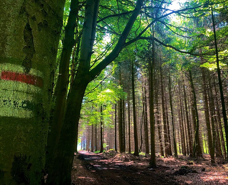 Firstenweg zwischen Schlettau und Cranzahl bei Buchholz (Andreas Göbel)