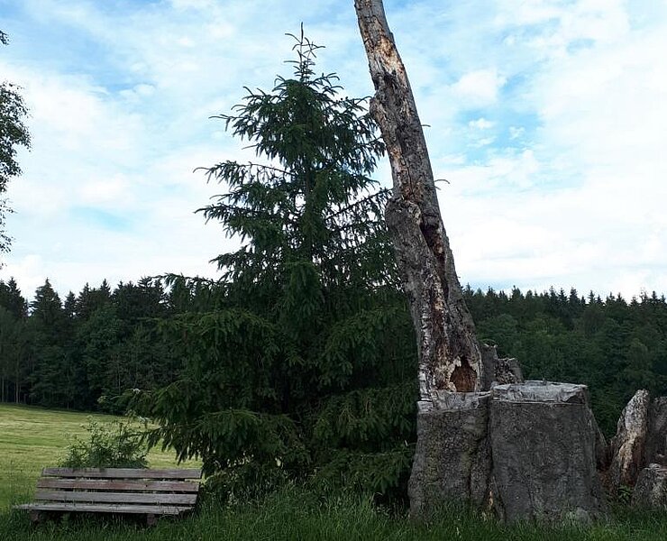 Neunstämmige Buche (Koordinator Städtebund Silberberg)
